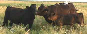 cows and calves