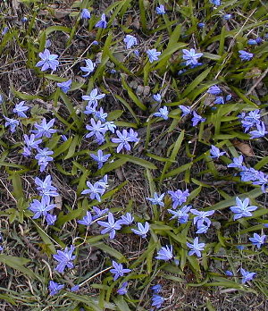 little purple flowers