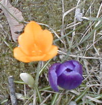 yellow & purple flowers