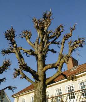 odd tree
