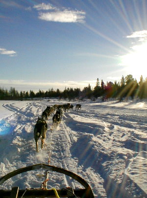 view from the sled